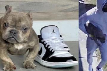 நான்கு மாத நாய் குட்டியை களவாடி நபர்களை தேடி பொலிஸார் வலை வீச்சு