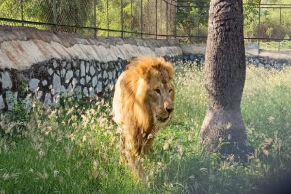 சிங்கத்திற்காக நடிகர் சிவகார்த்திகேயன் செய்துள்ள விஷயம்- பாராட்டும் மக்கள் | Sivakarthikeyan Adopted Lion From Vandalur Zoo சிங்கத்திற்காக நடிகர் சிவகார்த்திகேயன் செய்துள்ள விஷயம்- பாராட்டும் மக்கள் | Sivakarthikeyan Adopted Lion From Vandalur Zoo