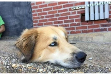 நாயின் தலை துண்டிப்பா? வைரலான புகைப்படத்தால் அதிர்ந்து போன மக்கள்- வெளியான உண்மை