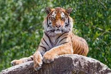 புலி உறுமி பார்த்திருப்பீங்க சிரித்து பார்த்ததுண்டா? இணையத்தில் வைரலாகும் புகைப்படம்