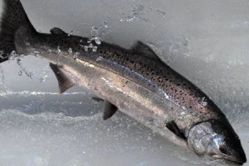 ரூ.7.80 லட்சத்திற்கு விற்பனையான மீன். வெளியான ஆச்சரிய தகவல்..!