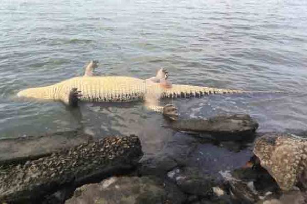 தமிழர் பகுதி ஒன்றில் வாவியில் கரை ஒதுங்கிய இராட்சத முதலை ; பெருமளவில் திரண்ட மக்கள் | Giant Crocodile Washed Ashore In A Pond Tamil Area