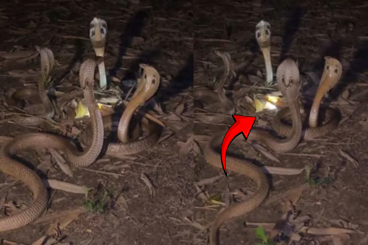 நாகமணியை பாதுகாக்கும் நான்கு நாகங்கள் - நேரடி காட்சி வைரல் | 4 Cobras Guarding The Naga Nagamani Viral Video நாகமணியை பாதுகாக்கும் நான்கு நாகங்கள் - நேரடி காட்சி வைரல் | 4 Cobras Guarding The Naga Nagamani Viral Video