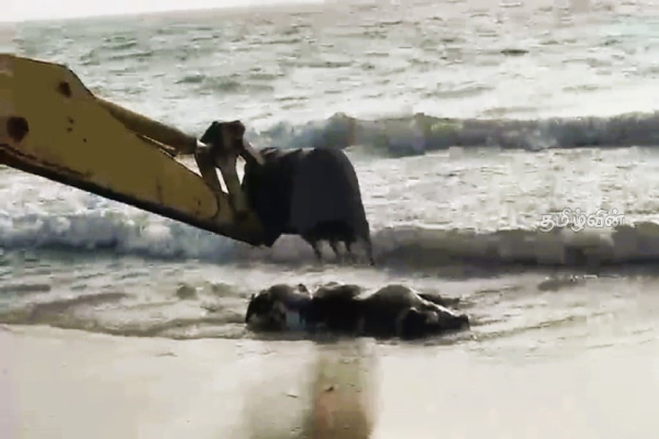 மன்னாரில் ஒருவாரத்திற்கு விதிக்கப்பட்ட தடை | Meat Banned In Mannar For One Week