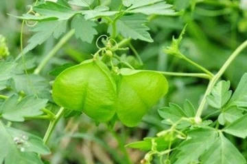 இந்த கீரை இலையை ரசம் போல வைத்து சாப்பிட்டால் நடக்கும் அற்புதங்கள்!