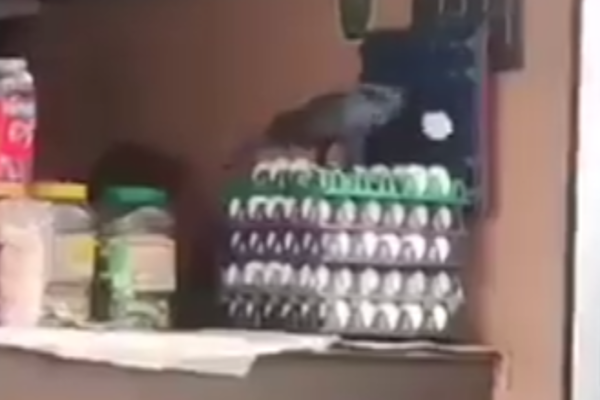 வடை திருடும்போதே கைது பண்ணியிருக்கனும்! இப்போ முட்டையில வந்து நிக்குது | World Viral Videos Egg