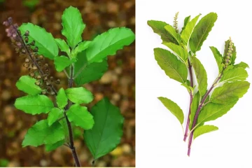 සෞඛ්‍ය සහ රූපලාවන්‍ය සදහා යොදා ගන්න තුලසි වල නොදන්නා ප්‍රතිලාභ...