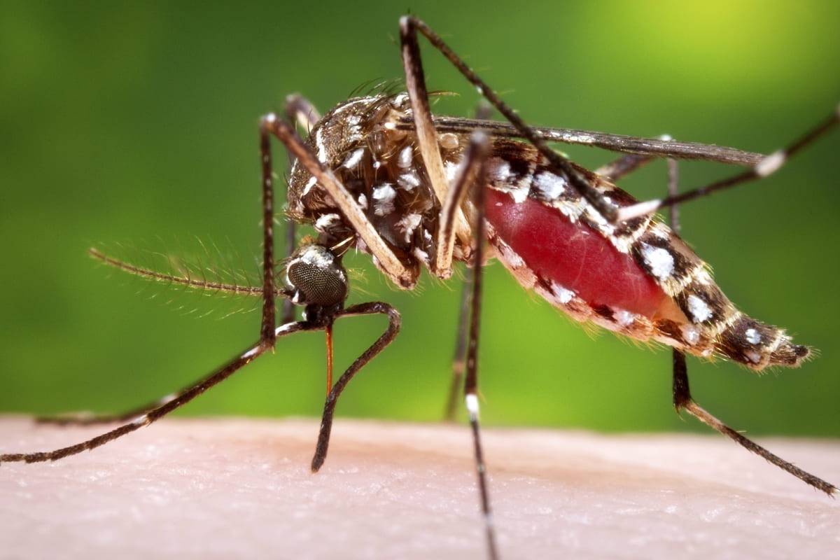 நாட்டில் தாண்டவமாடும் டெங்கு - 175 ஆக உயர்ந்த அபாய வலயங்கள் | Dengue Outbreak In The Country 175 High Risk Zones