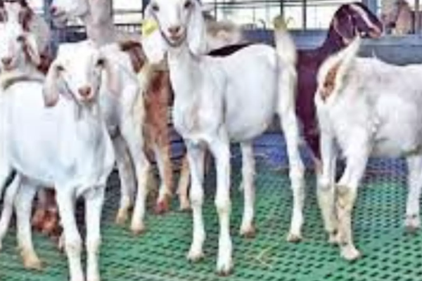 கிழக்கு மாகாண கால்நடைப் பண்ணையாளர்களுக்கு வெளியான அறிவிப்பு | Announcement Livestock Farmers I Eastern Province கிழக்கு மாகாண கால்நடைப் பண்ணையாளர்களுக்கு வெளியான அறிவிப்பு | Announcement Livestock Farmers I Eastern Province