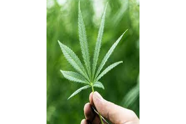 சுவிட்சர்லாந்தில் கஞ்சா பயன்பாடு குறித்த புதிய சட்டம் | Canniby Medical Use