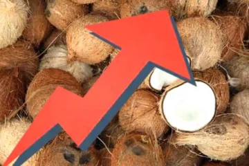 பாரிய அளவில் அதிகரிக்கவுள்ள தேங்காய் விலை