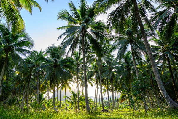 பலாலி விமான நிலையம் குறித்து யாழில் ஜனாதிபதி வெளியிட்ட அறிவிப்பு | Jaffna International Airport To Be Renovated Soon