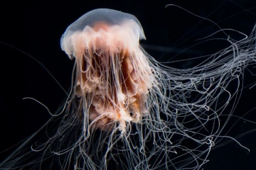 உலகிலேயே மரணம் இல்லாத ஒரே உயிரினம்.., எது தெரியுமா..?