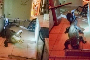 அமெரிக்காவில் குடியிருப்பு பகுதிக்குள் புகுந்த 11 அடி முதலை!