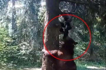 மனிதரை வேட்டையாட துரத்திய கரடி... நூலிழையில் தப்பித்த மனிதரின் பகீர் காட்சி