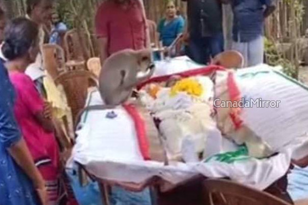 உயிரிழந்த நபருக்காக கண்ணீர் சிந்திய குரங்கு! இலங்கையில் மனதை உருகவைத்த சம்பவம் | Monkey Paid Tribute Deceased Person With Tears