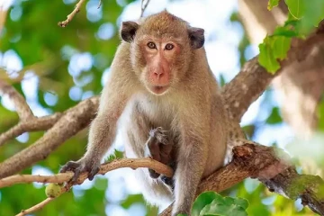 குரங்குகளை பிடிக்க விசேட பயற்சி!விவசாய அமைச்சு அறிவிப்பு