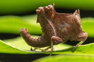 இலங்கையில் அரியவகை பூச்சிகளை சேகரித்த  வெளிநாட்டு  விஞ்ஞானிகள்; நேர்ந்த கதி!