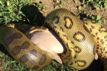 viral video! பெரிய பன்னியை முழுசா விழுங்கிய அனக்கோண்டா!