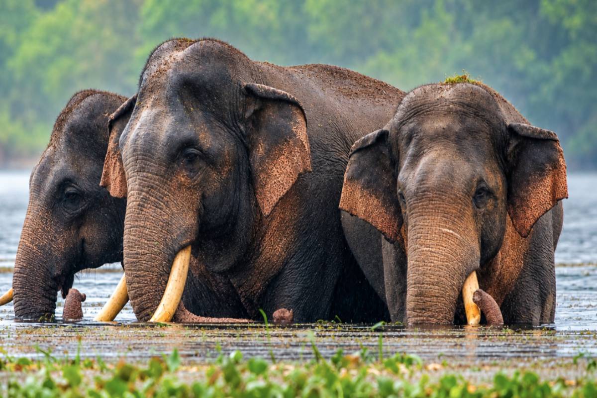 இலங்கையின் கீர்த்தி பெற்ற காவன்திஸ்ஸ யானை உயிரிழப்பு | Death Of The Renowned Elephant Kavanthissa இலங்கையின் கீர்த்தி பெற்ற காவன்திஸ்ஸ யானை உயிரிழப்பு | Death Of The Renowned Elephant Kavanthissa