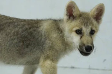 குளோனிங் முறையில் உருவான உலகின் முதல் ஓநாய்!