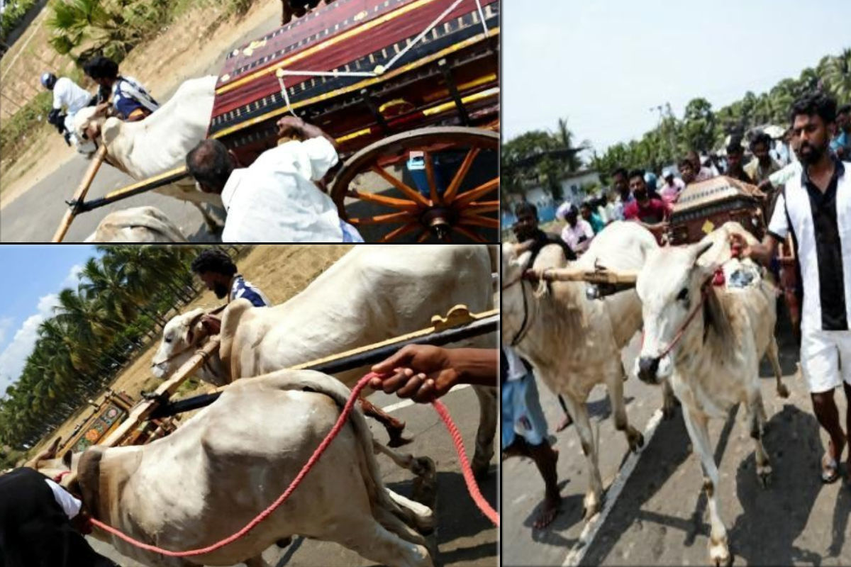 தமிழர் பகுதியொன்றில் அரங்கேறிய நெகிழ்ச்சி சம்பவம் ; காளைகளால் கண்ணீரில் மூழ்கிய கிராமம் | Emotional Incident Occurred In Tamil Area