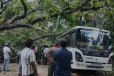 කුරුණෑගල රජ පිහිල්ල පාරේ හදිසියේම කඩා වැටුණු මාර ගස - නවතා තිබූ වාහන 7කට බරපතළ හානි