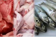 இறைச்சி மற்றும் மீன்கள் உட்பட பெரும்பாலான உணவுப் பொருட்களில் விஷம்! பொது மக்களிற்கு முக்கிய தகவல்