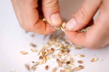 இரத்த நாளங்களை இளமையாக வைத்திருக்க உதவும் உணவுப்பொருட்கள்: சுவிஸ் ஆய்வு முடிவுகள்