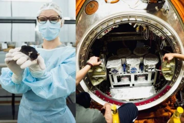 மனிதர்களுக்கு பதிலாக 75 எலிகளை விண்வெளிக்கு அனுப்பிய ரஷ்யா: என்ன காரணம்?