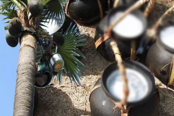 சர்வதேசத்தில் இலங்கையின் தலையெழுத்தை மாற்றப்போகும் பனைக்கள்