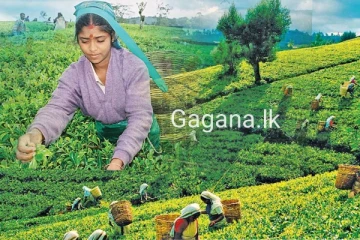 මෙරටින් අපනයනය කරන තේවලට විශේෂ බලපත්‍ර ගාස්තුවක්..