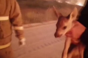 காட்டுத்தீயில் சிக்கி   நடுங்கிக்கொண்டிருந்த மான்; பத்திரமாக மீட்பு