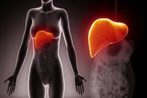 கையில் மருதாணி தடவினால் கல்லீரல் புண்கள் குணமாகுமா? ஆய்வாளர் கண்டுபிடிப்பு | Henna Can Reverse Liver Damage Scientists Reveal கையில் மருதாணி தடவினால் கல்லீரல் புண்கள் குணமாகுமா? ஆய்வாளர் கண்டுபிடிப்பு | Henna Can Reverse Liver Damage Scientists Reveal