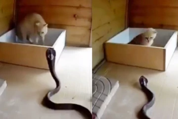 ஆவேசமாக கொத்த கிட்ட நெருங்கிய கொடூர கருநாகம்… பதிலுக்கு பூனை செய்த செயலை பாருங்க...