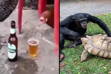 ஆப்பிளை ஆமையுடன் பகிர்ந்து உண்ட சிம்பன்சி! இணையத்தில் கலக்கும் வீடியோ.. வினோத உலகம்