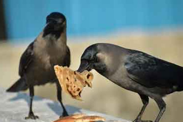 தினமும் காலையில் காகத்திற்கு இதை மட்டும் கொடுங்கள் | Give Only This To The Crow Every Morning