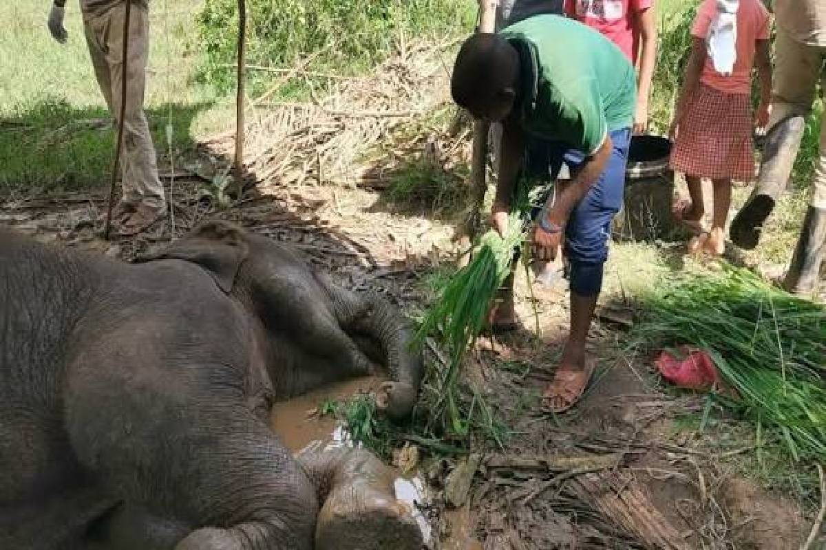 15 ஹெக்டேர் நிலப்பரப்பில் புதிய யானைகள் பராமரிப்பு மையம் | Polonnaruwa To Get New Elephant Transit Home