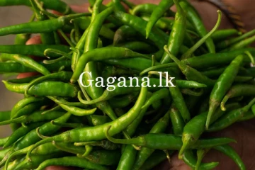 මීට කලින් නම් මෙහෙම කාලා නැතුව ඇති.- අමු මිරිස් කරලක මිල තවත් ඉහළට.