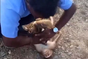 உயிரிழந்த குரங்கு மீண்டும் உயிர் பெறும் தருணம்... சிலிர்க்க வைக்கும் காட்சி