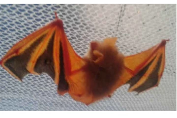 சட்டீஸ்கரில் ஆரஞ்சு நிற வௌவால் - வைரலாகும் புகைப்படம்...!