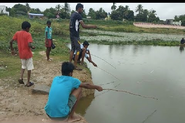 நான்கு அலங்கார மீன்களுக்கு விதிக்கப்பட்டது தடை | 4 Invasive Ornamental Fish Species Banned