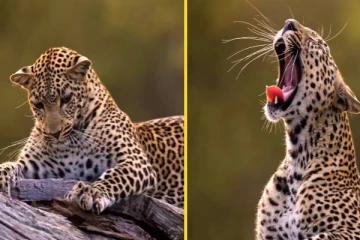 சிறுத்தை கொட்டாவி விடுவதை பார்த்துருக்கீங்களா? வைரவாகும் close up காட்சி!