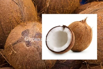 පොල් ගෙඩියට වුණ හරියක්.. ලොකු පොලේ වගේම පොඩි පොලයෙත් මිල මෙන්න..