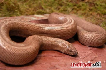 கோடிக்கணக்கில் விலை போகும் மண்ணுளிப்பாம்பு - இது உண்மை தானா?