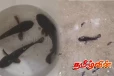 யாழில் மழையுடன் சேர்ந்து விழுந்த மீன்கள்!