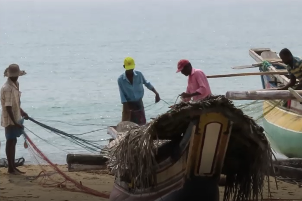 ஜெலி மீன் தாக்குதலுக்கு இலக்காகி மீனவர் உயிரிழப்பு - ஐபிசி தமிழ்