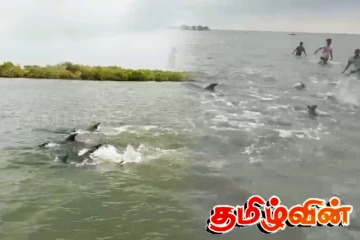 மன்னார் இலுப்பைக்கடவை கடற்கரை பகுதியை நோக்கி படையெடுத்த டொல்பின் கூட்டம்