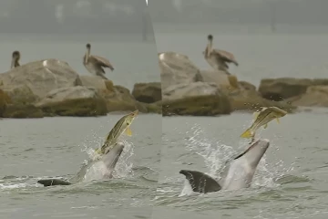 Viral Video: இவ்வளவு பெரிய மீனை இப்படி விட்டுருச்சே... டால்பினின் பரிதாப காட்சி