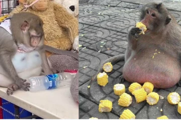 குரங்குக்கு weight loss சிகிச்சை